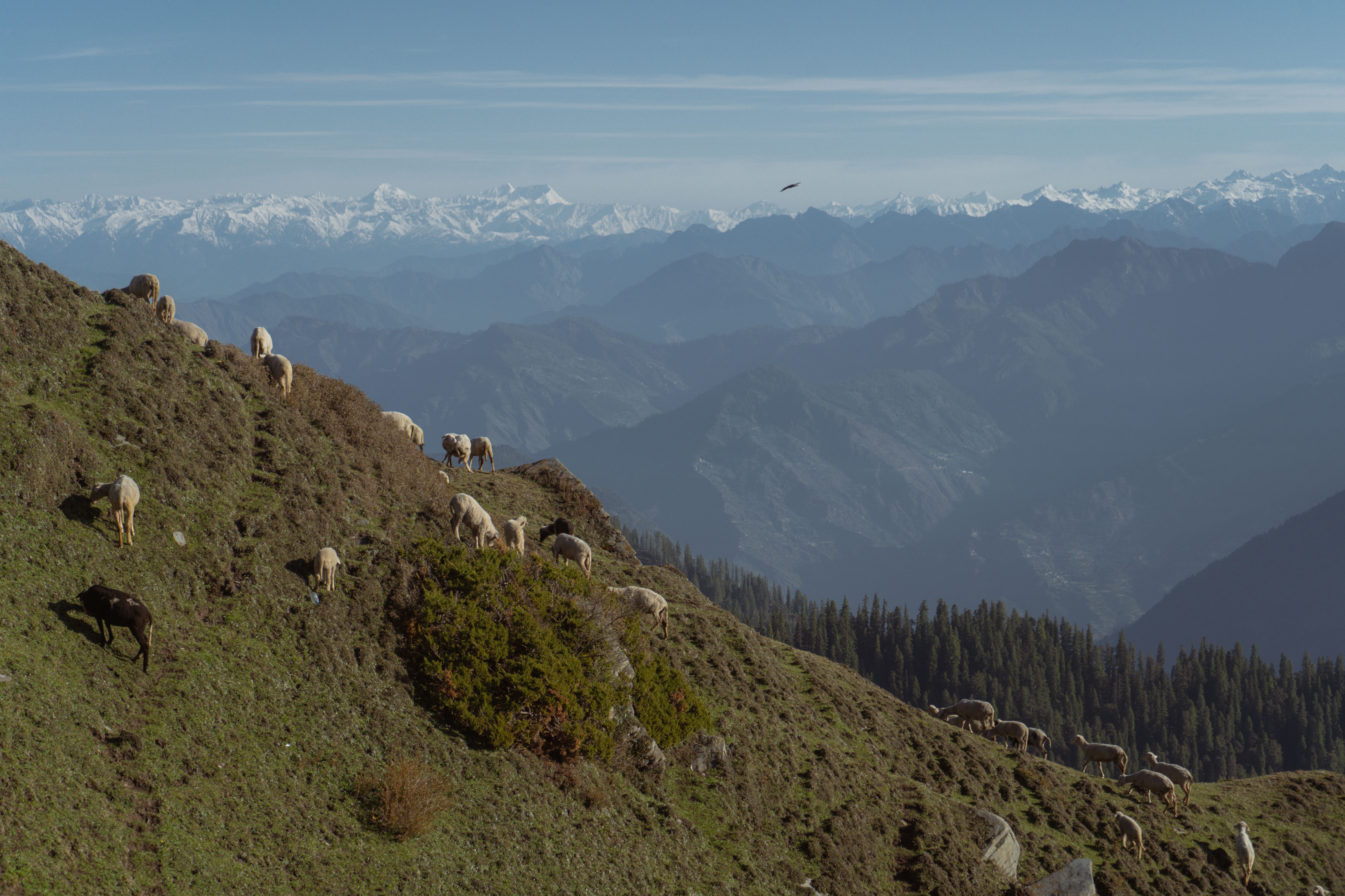 Sheep grazing on a mountain slope beneath snow-capped peaks